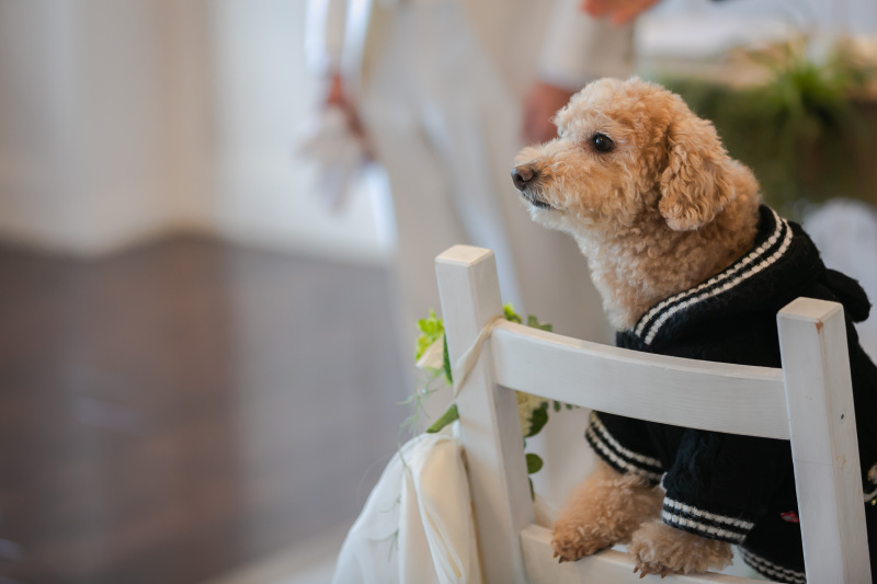 セレモニーにも参加