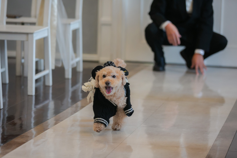 リングドッグ!!