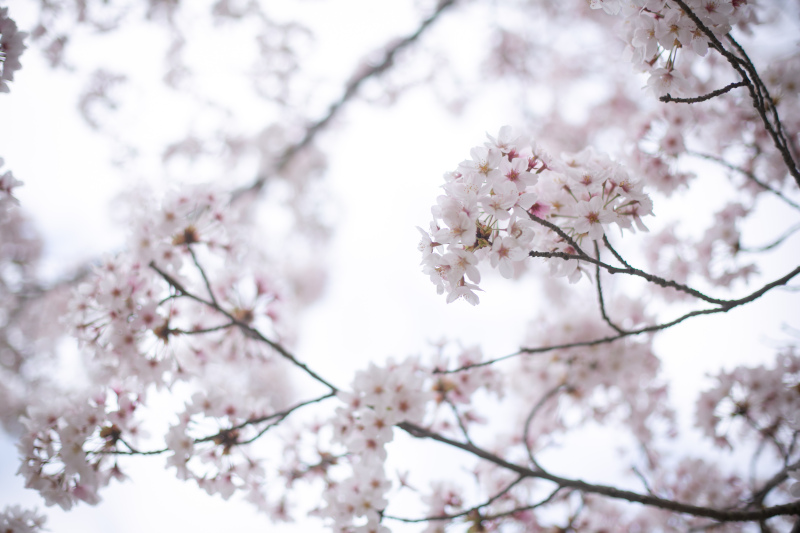 満開の桜