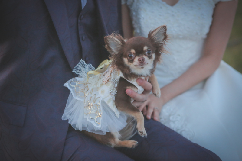 ワンちゃんのソロカットも