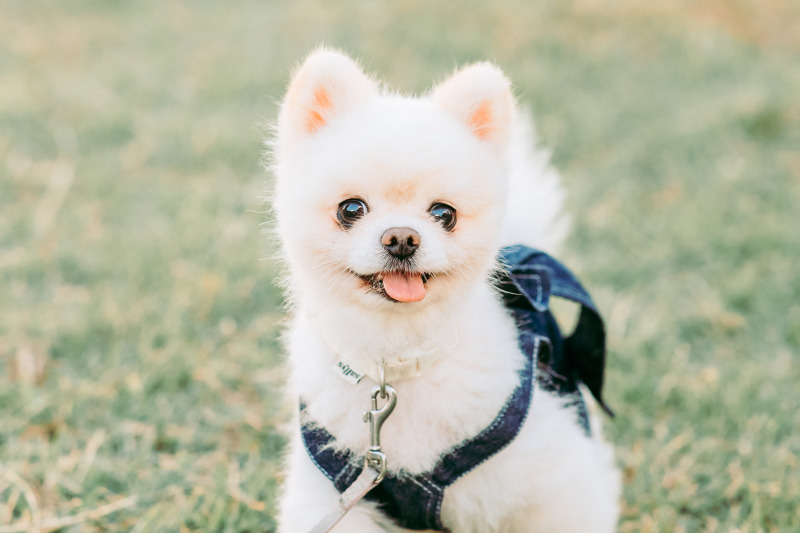 ペットのソロカットも撮影可能♪