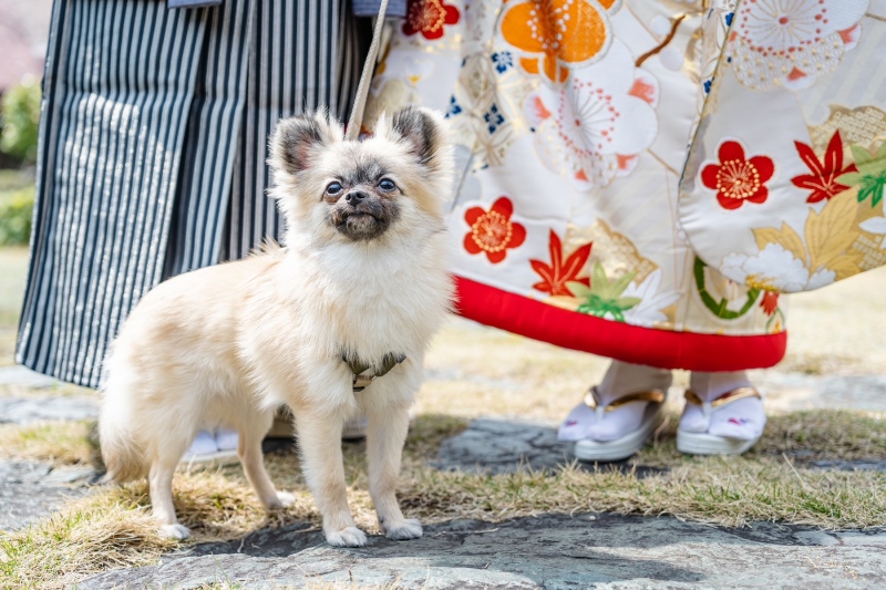 館内撮影、日本庭園、ガーデン撮影OKです♪