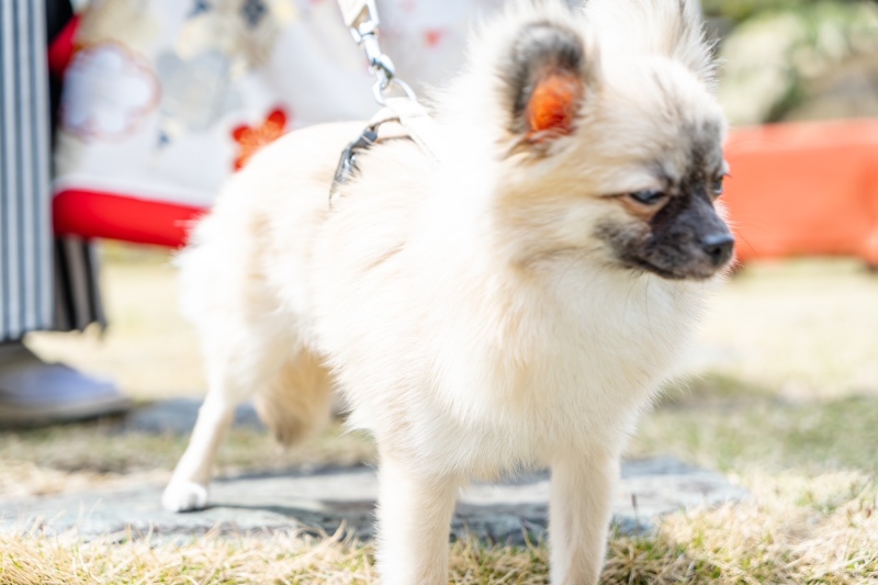 Tree House Kurume_ペットと一緒に撮影できる