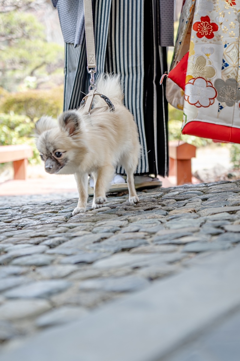 Tree House Kurume_ペットと一緒に撮影できる