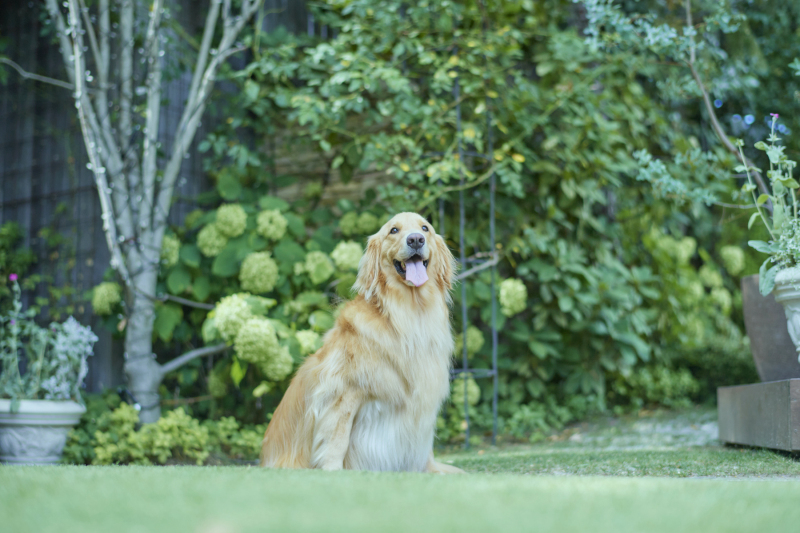 【ペットOK】結婚式場フォト|新郎新婦洋装1着|挙式風|チャペル&ガーデン&邸宅で撮れる|ペットも主役|全データ付