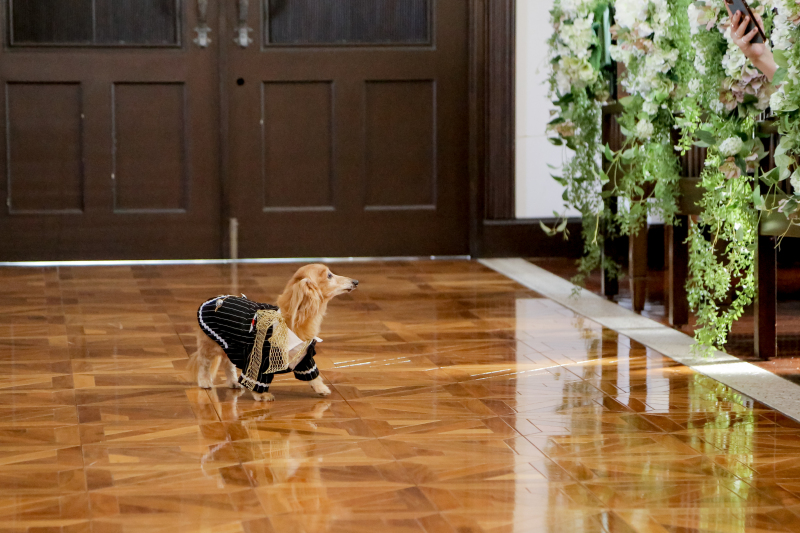 【ペットOK】結婚式場フォト|新郎新婦洋装1着|挙式風|チャペル&ガーデン&邸宅で撮れる|ペットも主役|全データ付