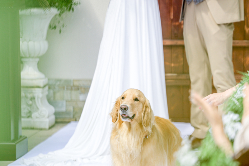 【ペットOK】結婚式場フォト|新郎新婦洋装1着|挙式風|チャペル&ガーデン&邸宅で撮れる|ペットも主役|全データ付