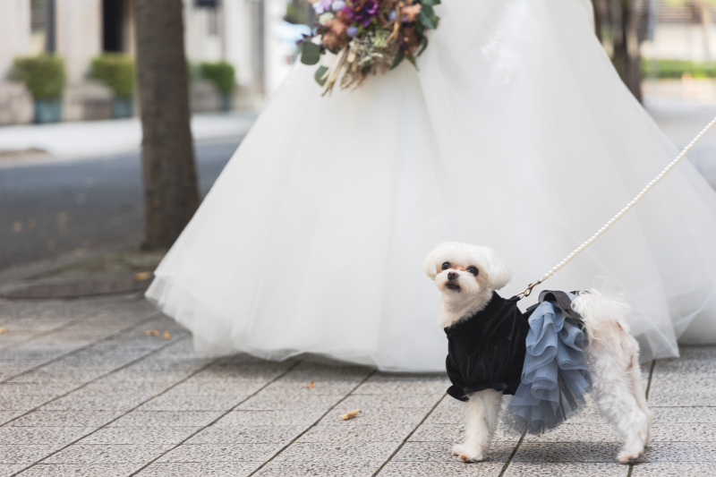 Marry Grace /マリーグレース_ペットと一緒に撮影できる