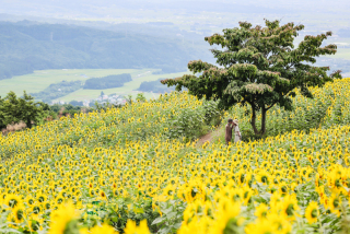 三ノ倉　満開のひまわりと日中線記念館で鉄道に乗って
