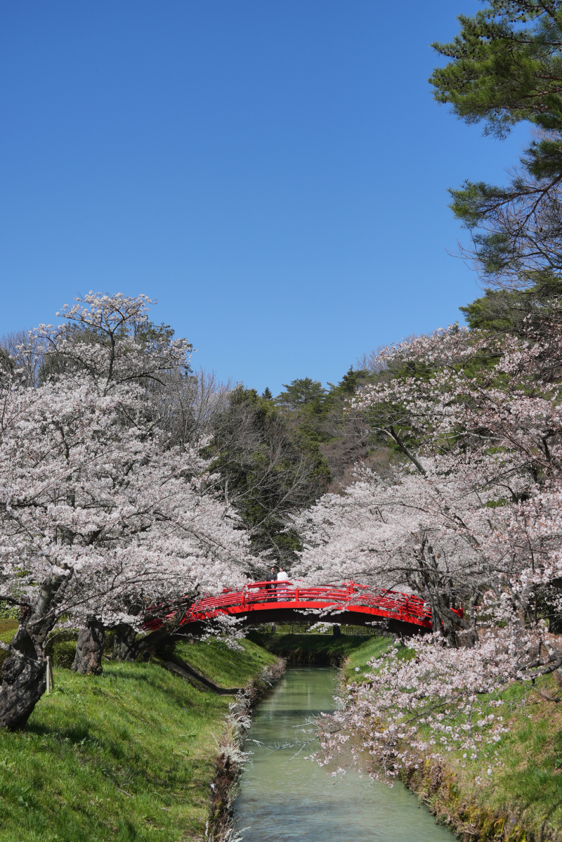 念願の桜で撮影