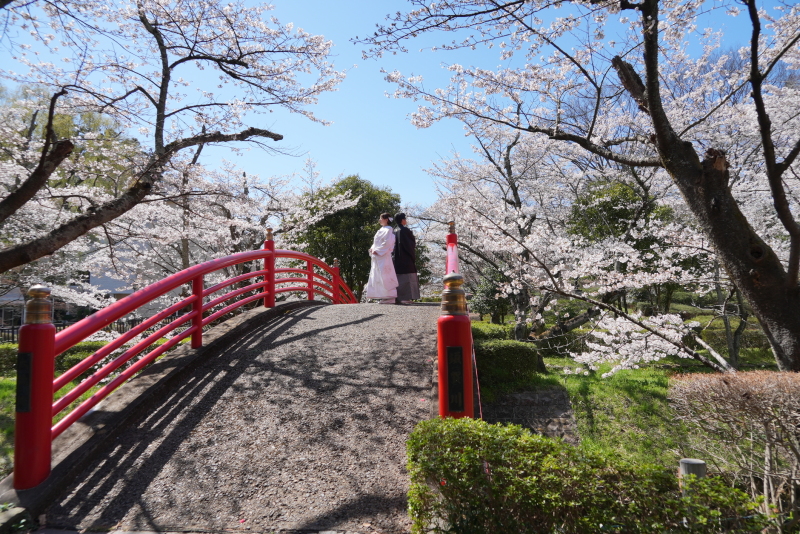 桜ロケーションフォト