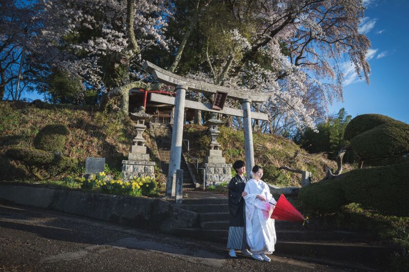 鳥居と桜の記憶