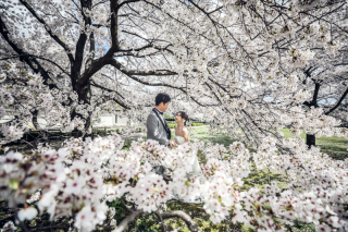 和装と桜と教会で