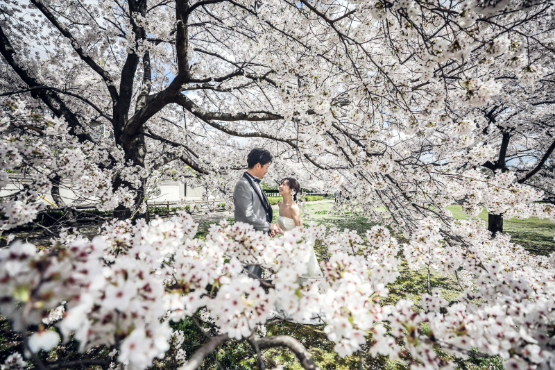 和装と桜と教会で