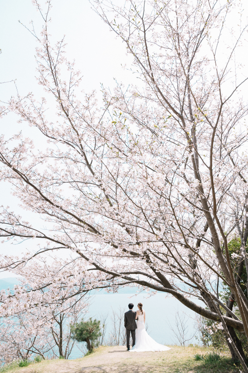 桜並木の先には