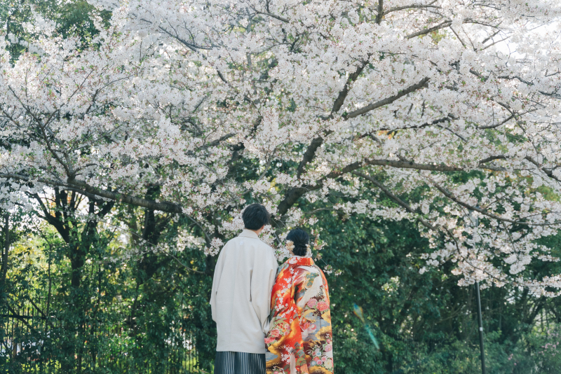 満開の桜と和装が織りなす春の風景