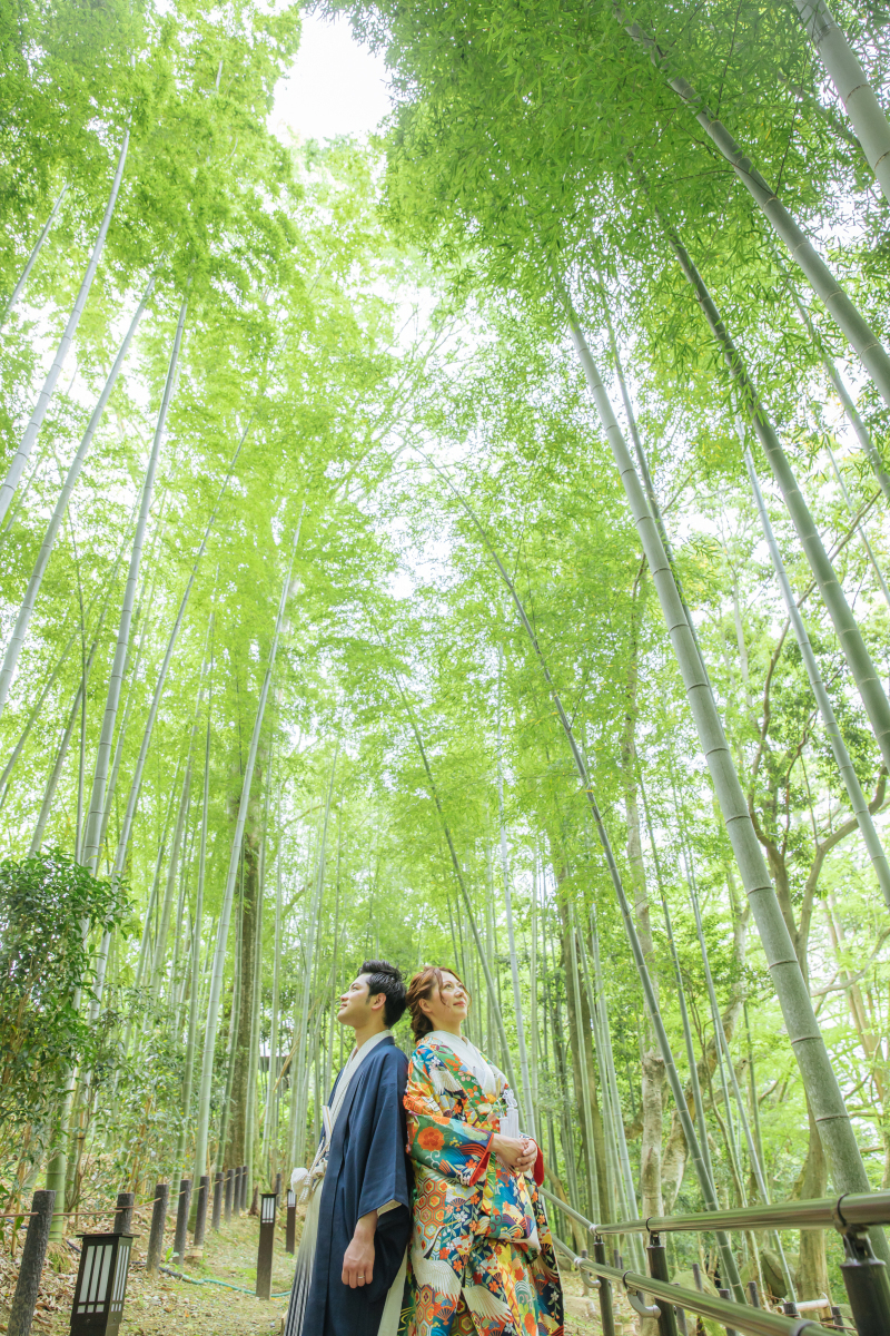 一面の竹林の世界観を