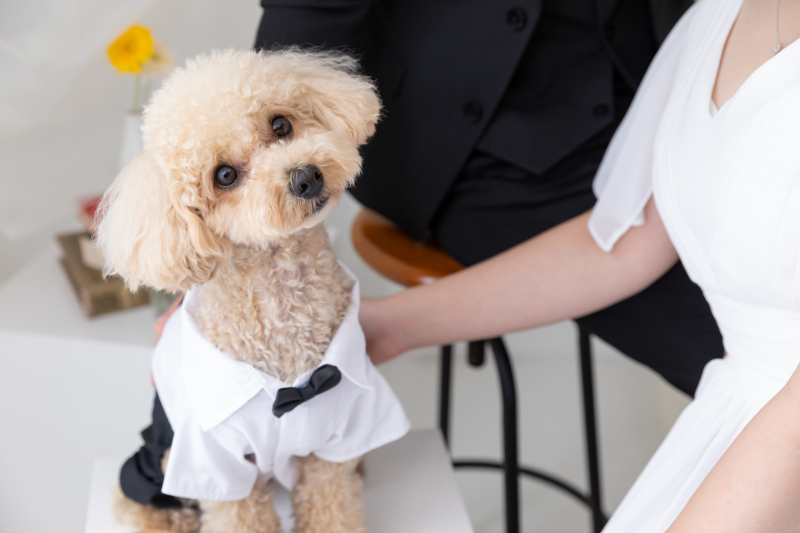 studio TO-WA_ペットと一緒に撮影できる