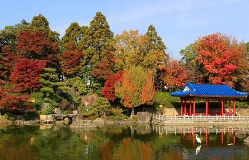 【秋の紅葉前撮り】大仙公園☆日本庭園☆ 和装紅葉ロケーション前撮り 15万円!お衣装追加料金無し♪