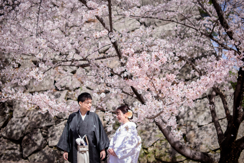 佐賀城の満開の桜!