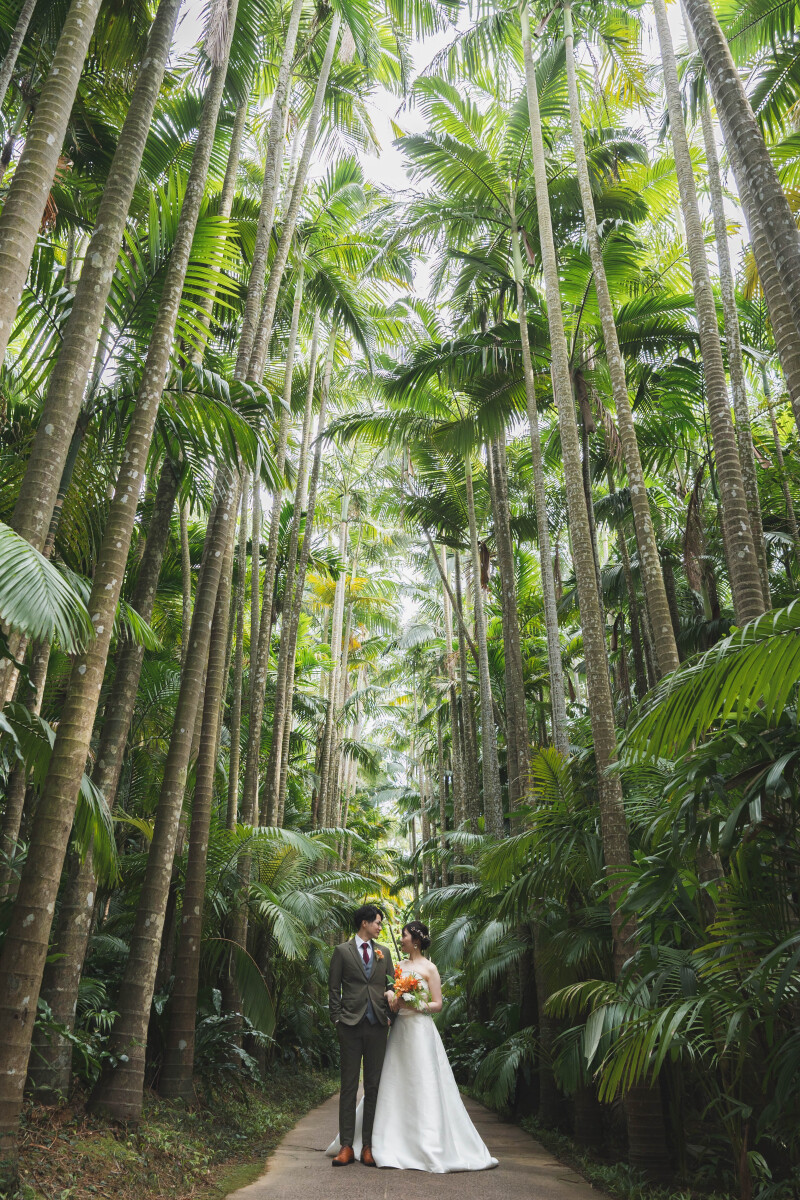 ユスラヤシ並木