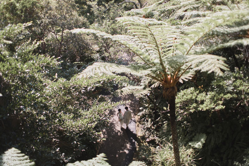シダの葉の小道をお散歩
