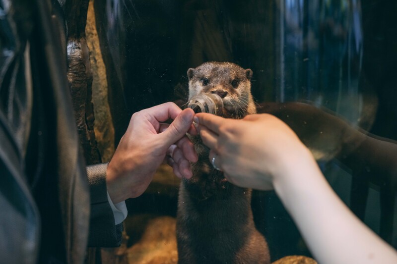 カワウソと握手