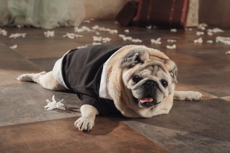 おねんねわんこ