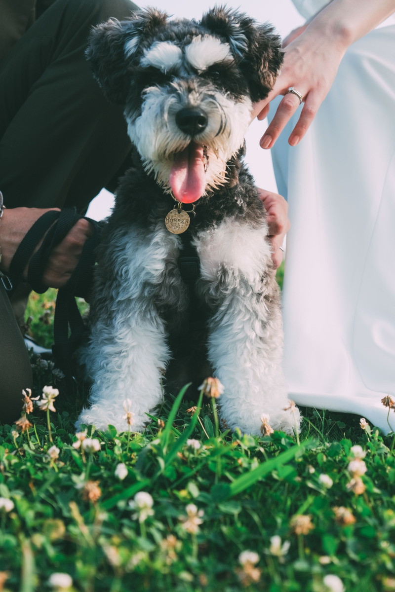 指輪と愛犬