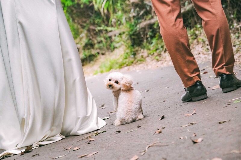 大好きな愛犬と