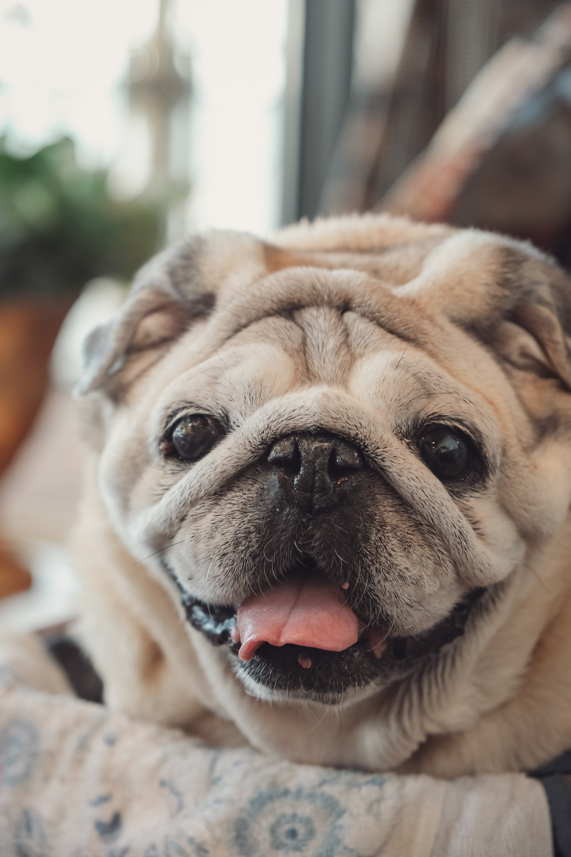 くつろぎわんこ