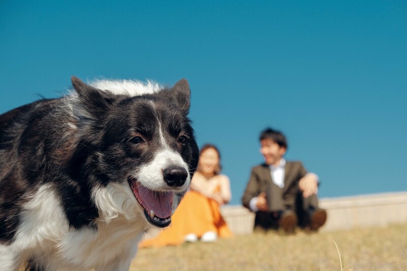 ワンちゃんも一緒に