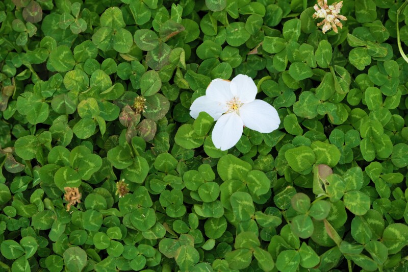 クローバーと桜