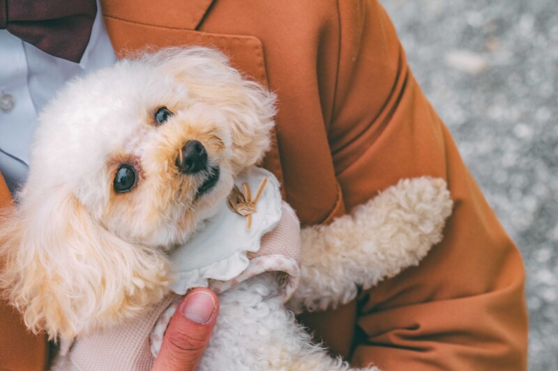 愛犬のソロショット