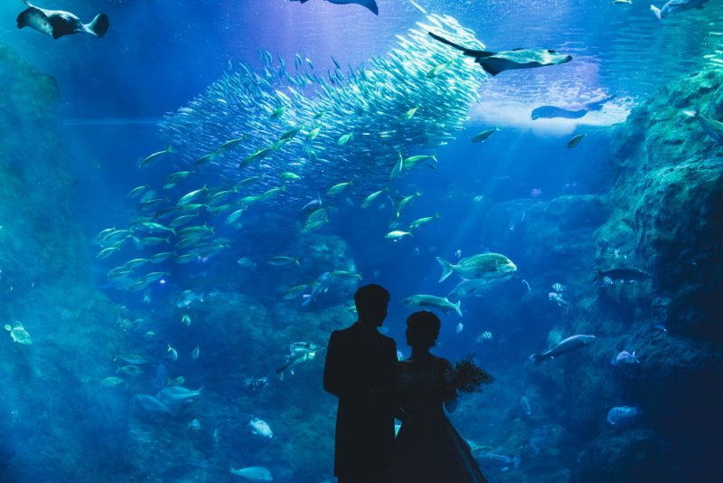 【4月ご成約の方限定】貸切水族館フォトと和装スタジオ＋ヘアメイクリハーサル付き！《新江ノ島水族館》