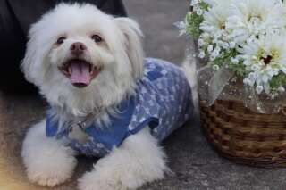 ペットとの撮影