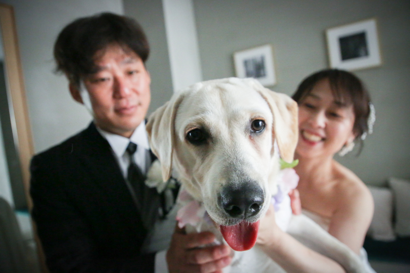 フォトウエディングとラブラドールレポート９