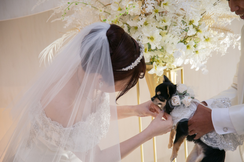 ワンちゃんとフォト２