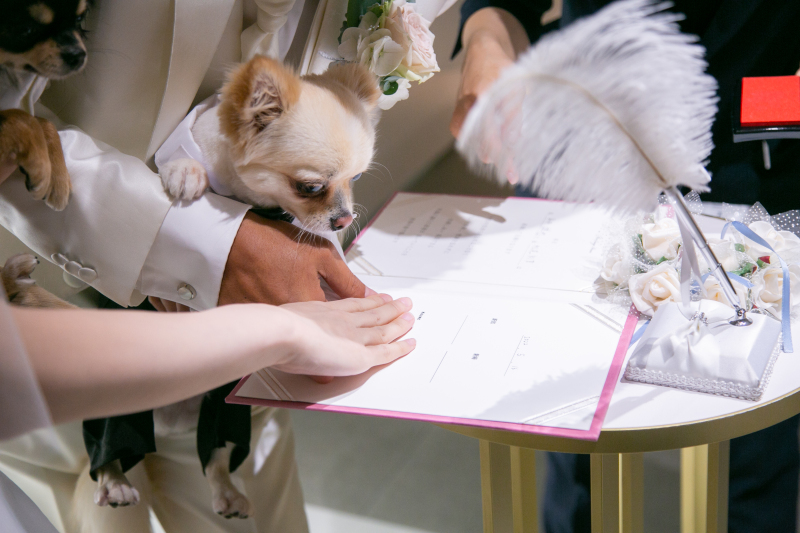 ワンちゃんとフォト６