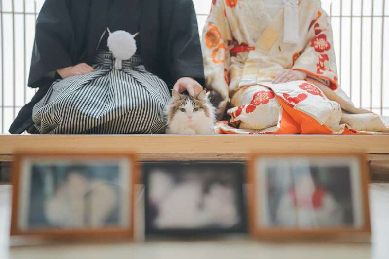 もちろん猫ちゃん目線も✿