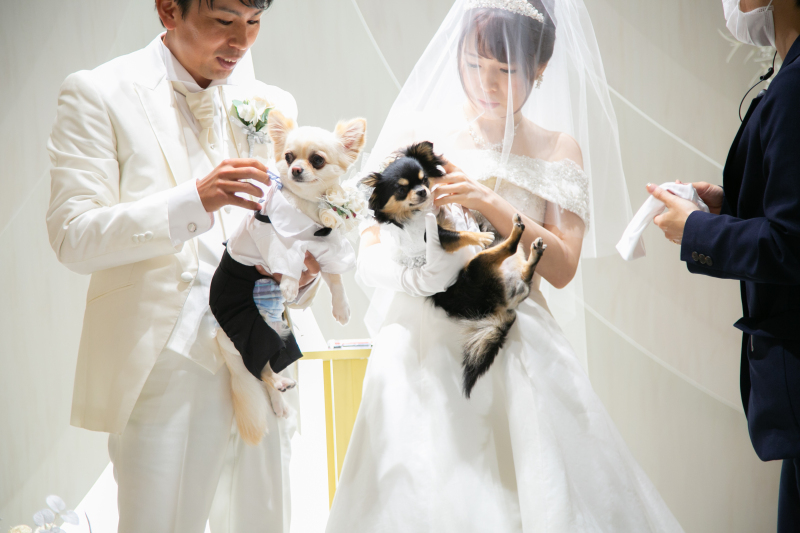 ワンちゃんとフォト５