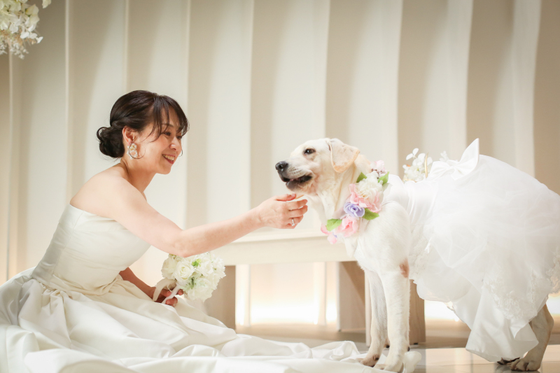 フォトウエディングとラブラドールレポート3