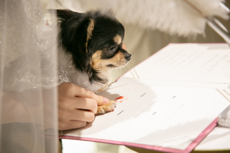 結婚式にも参加ＯＫです♪♪♪