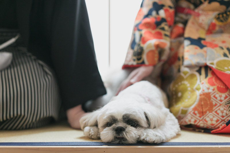 小さな結婚式　福岡店_ペットと一緒に撮影できる
