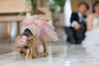 楽しく可愛くペット撮影♪