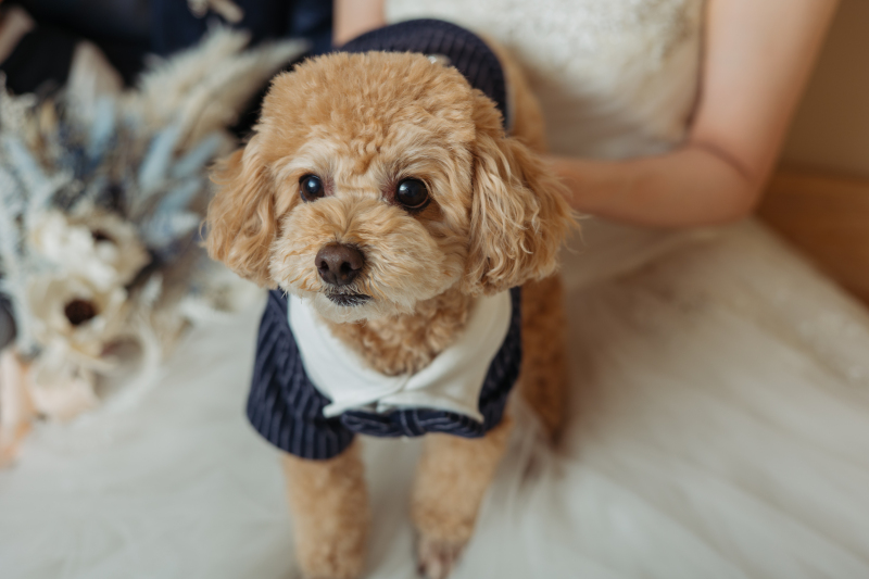 蝶ネクタイがキュートな相棒