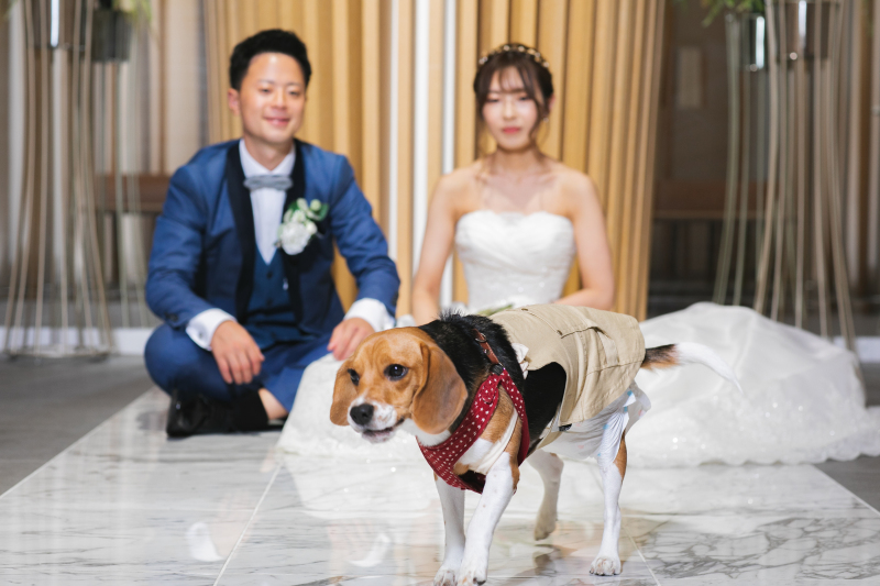 ★基本料金50%OFF★洋装2着_チャペルフォトプラン|全データ付き☆定価109,000円→54,500円