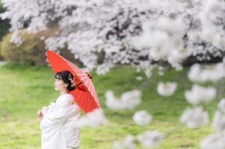 雨上がりの桜撮影でした♪