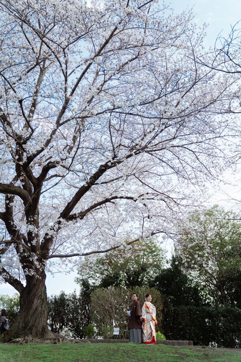 桜の木の下で