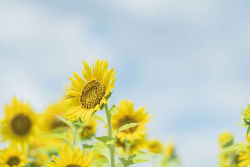 夏を感じる写真